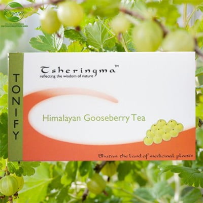 Trà Gooseberry Hymalayan – chống oxi hóa & tăng sức đề kháng
