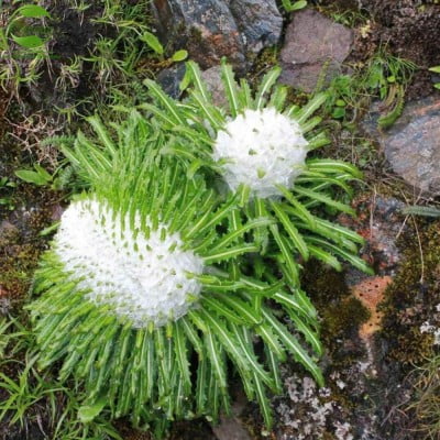 Tuyết liên hoa – Thiên sơn tuyết liên