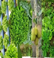 Ra Mắt Bộ Sản Phẩm Rau Củ Quả Hữu Cơ Tươi Ngon