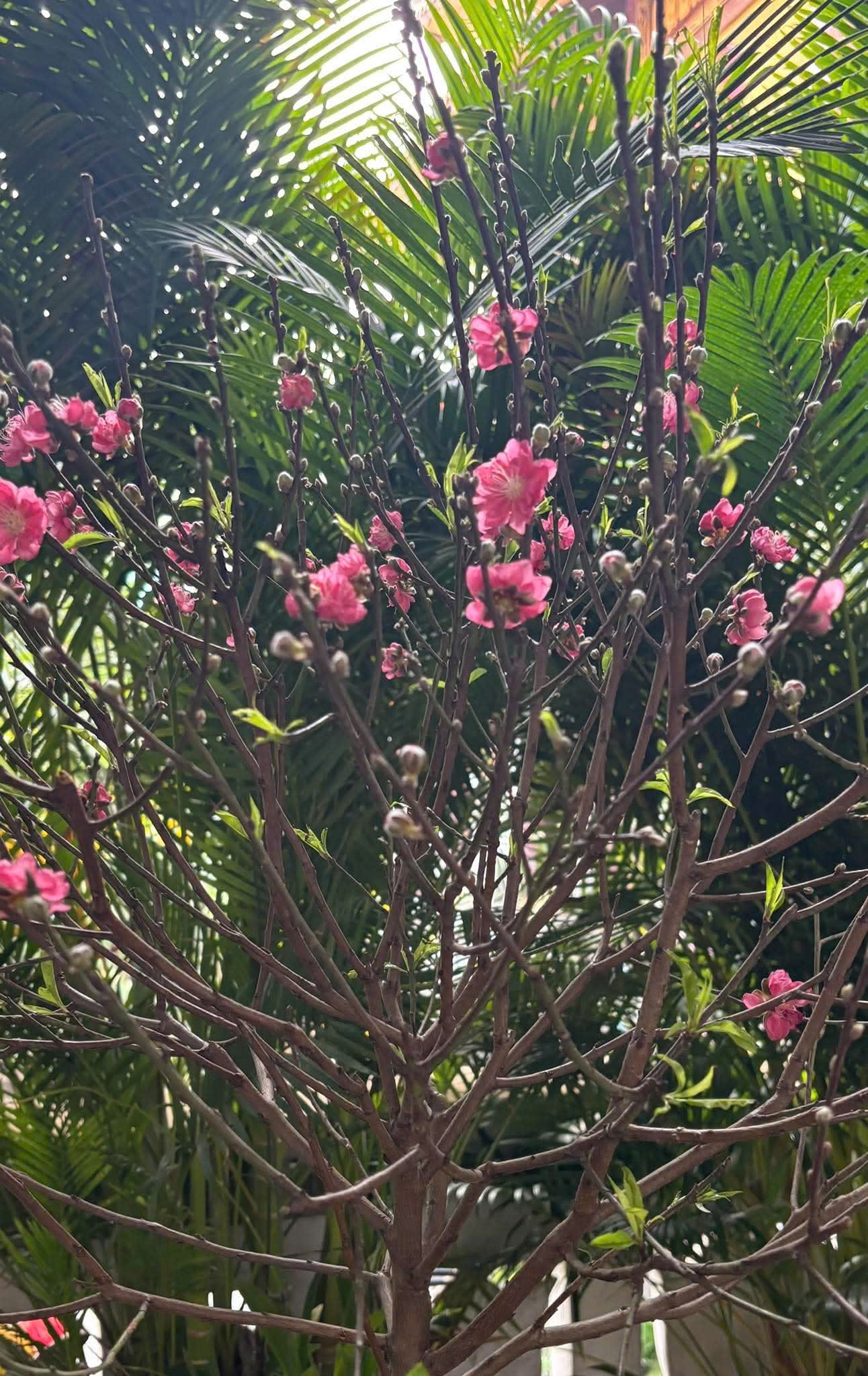 Organic 0906468083 xuân Bính Ngọ 2026