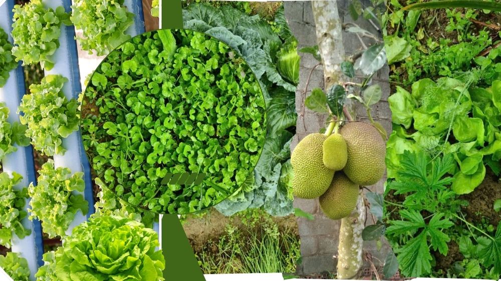 Ra Mắt Bộ Sản Phẩm Rau Củ Quả Hữu Cơ Tươi Ngon